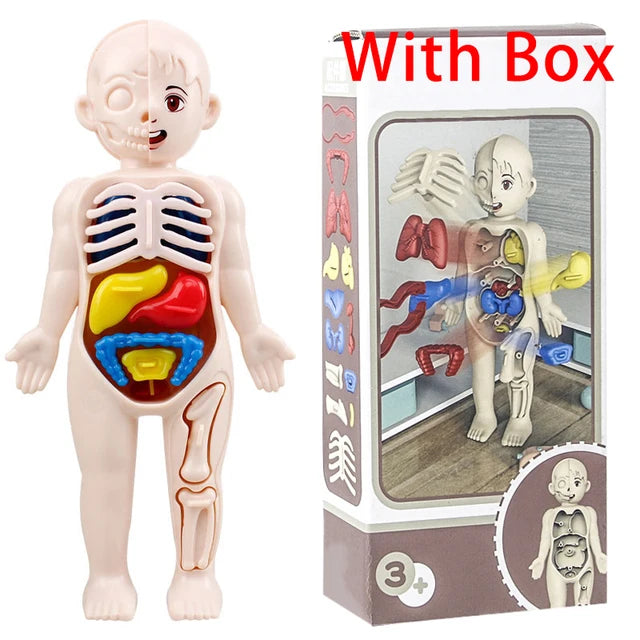 Human Organ Model Assembled Toy